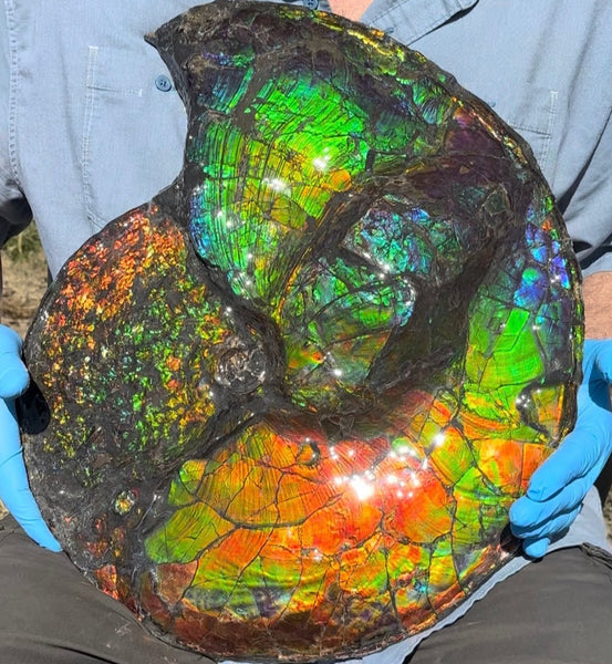 19.25" Ammolite ,Placenticeras costatum,Double-Sided Rainbow, Specimen, Fossil,Ammonite, Collector Stone,Home decor,**FREE SHIPPING***　AF-110