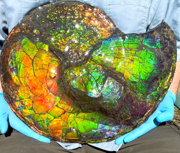 19.25" Ammolite ,Placenticeras costatum,Double-Sided Rainbow, Specimen, Fossil,Ammonite, Collector Stone,Home decor,**FREE SHIPPING***　AF-110