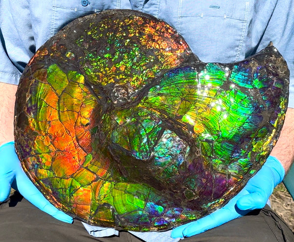 19.25" Ammolite ,Placenticeras costatum,Double-Sided Rainbow, Specimen, Fossil,Ammonite, Collector Stone,Home decor,**FREE SHIPPING***　AF-110