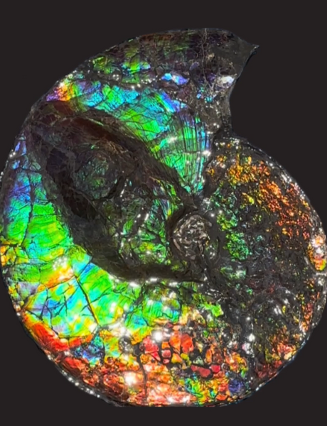 19.25" Ammolite ,Placenticeras costatum,Double-Sided Rainbow, Specimen, Fossil,Ammonite, Collector Stone,Home decor,**FREE SHIPPING***　AF-110