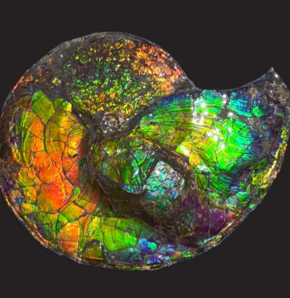 19.25" Ammolite ,Placenticeras costatum,Double-Sided Rainbow, Specimen, Fossil,Ammonite, Collector Stone,Home decor,**FREE SHIPPING***　AF-110
