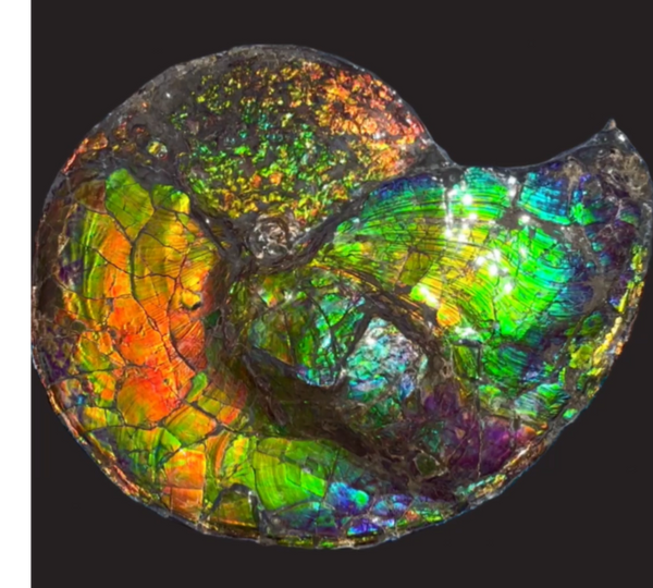 19.25" Ammolite ,Placenticeras costatum,Double-Sided Rainbow, Specimen, Fossil,Ammonite, Collector Stone,Home decor,**FREE SHIPPING***　AF-110