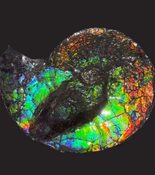 19.25" Ammolite ,Placenticeras costatum,Double-Sided Rainbow, Specimen, Fossil,Ammonite, Collector Stone,Home decor,**FREE SHIPPING***　AF-110