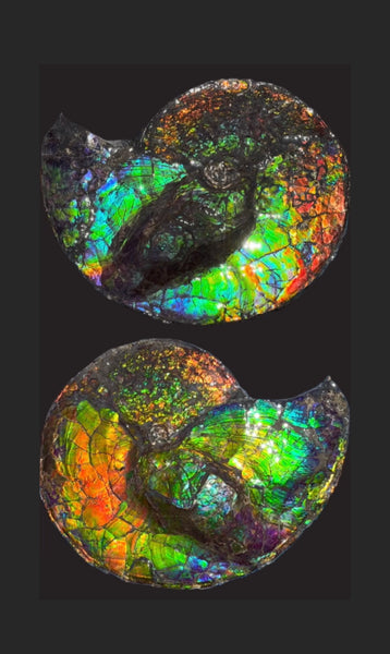 19.25" Ammolite ,Placenticeras costatum,Double-Sided Rainbow, Specimen, Fossil,Ammonite, Collector Stone,Home decor,**FREE SHIPPING***　AF-110