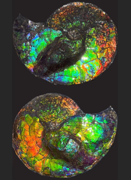 19.25" Ammolite ,Placenticeras costatum,Double-Sided Rainbow, Specimen, Fossil,Ammonite, Collector Stone,Home decor,**FREE SHIPPING***　AF-110