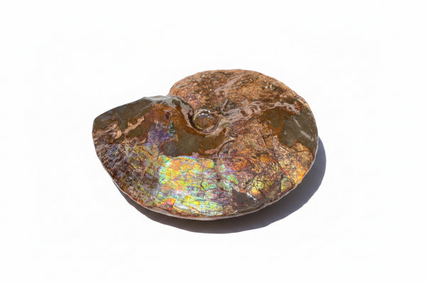 10.8” Ammolite Placenticeras Intercalare ***Free Shipping***  AF-134 Ammolite  Ammonite Fossil