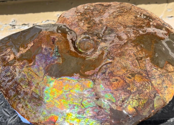 10.8” Ammolite Placenticeras Intercalare ***Free Shipping***  AF-134 Ammolite  Ammonite Fossil