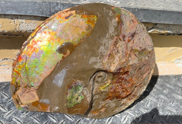 10.8” Ammolite Placenticeras Intercalare ***Free Shipping***  AF-134 Ammolite  Ammonite Fossil