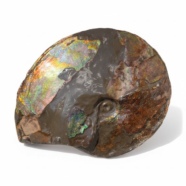 10.8” Ammolite Placenticeras Intercalare ***Free Shipping***  AF-134 Ammolite  Ammonite Fossil