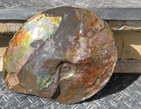 10.8” Ammolite Placenticeras Intercalare ***Free Shipping***  AF-134 Ammolite  Ammonite Fossil