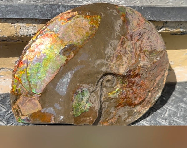 10.8” Ammolite Placenticeras Intercalare ***Free Shipping***  AF-134 Ammolite  Ammonite Fossil