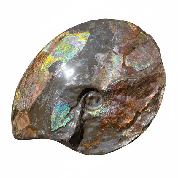 10.8” Ammolite Placenticeras Intercalare ***Free Shipping***  AF-134 Ammolite  Ammonite Fossil