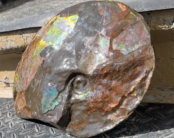 10.8” Ammolite Placenticeras Intercalare ***Free Shipping***  AF-134 Ammolite  Ammonite Fossil