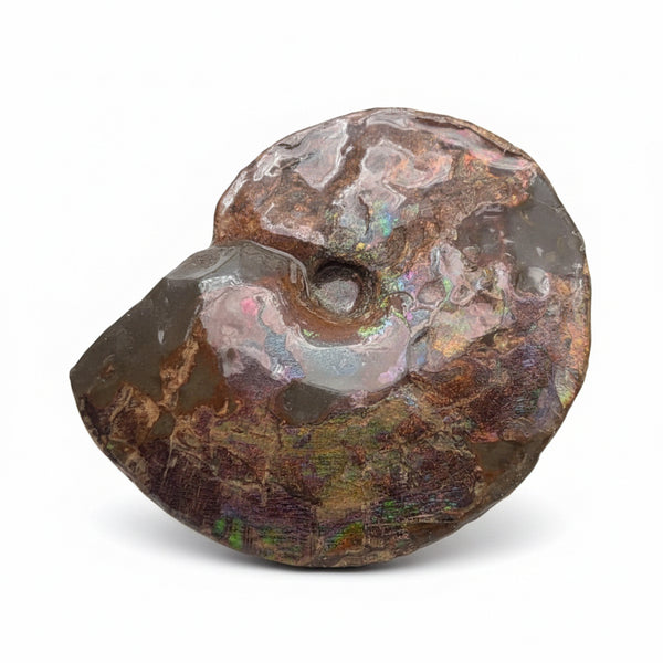 10.8” Ammolite Placenticeras Intercalare ***Free Shipping***  AF-134 Ammolite  Ammonite Fossil