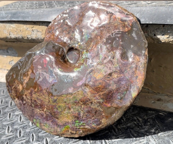 10.8” Ammolite Placenticeras Intercalare ***Free Shipping***  AF-134 Ammolite  Ammonite Fossil