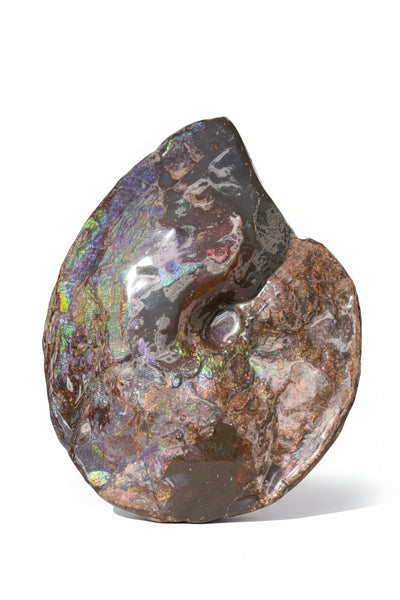 10.8” Ammolite Placenticeras Intercalare ***Free Shipping***  AF-134 Ammolite  Ammonite Fossil
