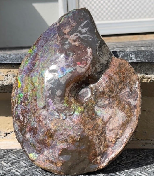 10.8” Ammolite Placenticeras Intercalare ***Free Shipping***  AF-134 Ammolite  Ammonite Fossil