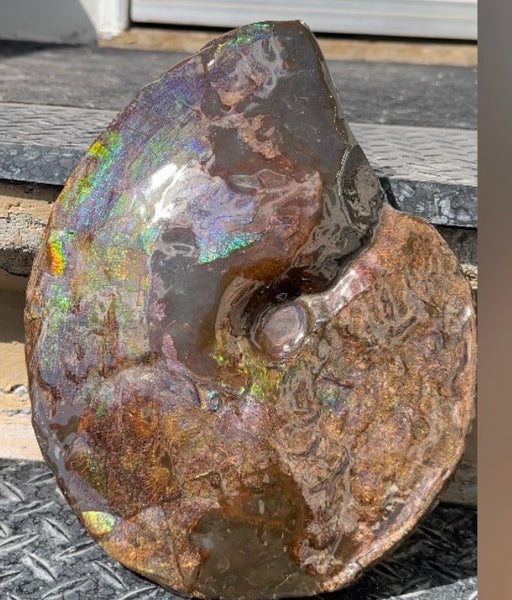 10.8” Ammolite Placenticeras Intercalare ***Free Shipping***  AF-134 Ammolite  Ammonite Fossil
