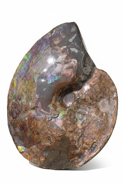 10.8” Ammolite Placenticeras Intercalare ***Free Shipping***  AF-134 Ammolite  Ammonite Fossil