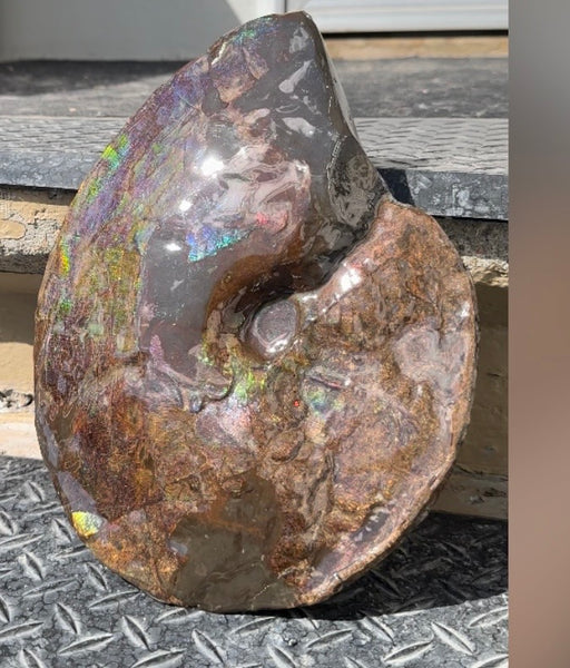 10.8” Ammolite Placenticeras Intercalare ***Free Shipping***  AF-134 Ammolite  Ammonite Fossil