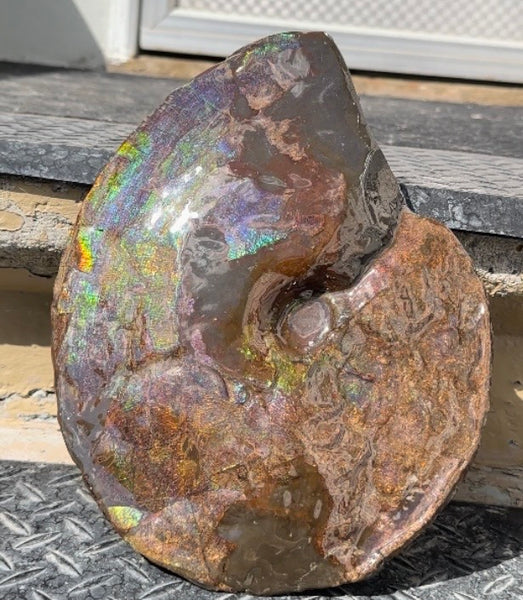 10.8” Ammolite Placenticeras Intercalare ***Free Shipping***  AF-134 Ammolite  Ammonite Fossil