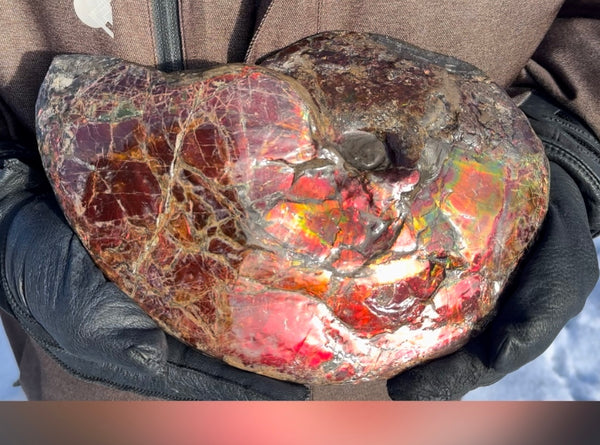 SALE!! Ammolite ,Placenticeras meeki, Double-Sided, Specimen, Fossil,Ammonite, Collector Stone,Home decor,**FREE SHIPPING***　AF-127