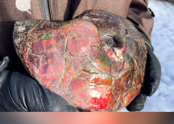 SALE!! Ammolite ,Placenticeras meeki, Double-Sided, Specimen, Fossil,Ammonite, Collector Stone,Home decor,**FREE SHIPPING***　AF-127