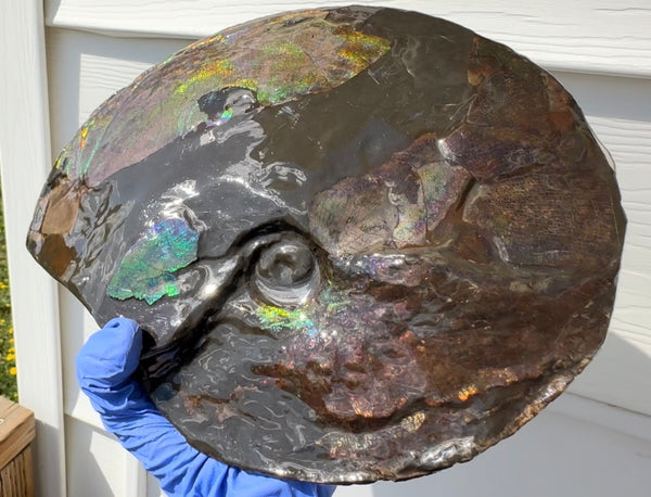 10.8” Ammolite Placenticeras Intercalare ***Free Shipping***  AF-134 Ammolite  Ammonite Fossil