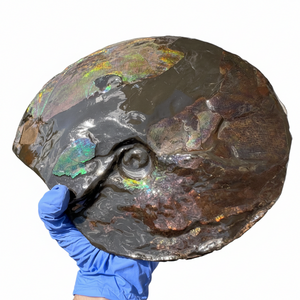 10.8” Ammolite Placenticeras Intercalare ***Free Shipping***  AF-134 Ammolite  Ammonite Fossil