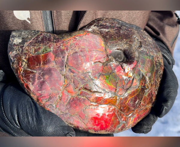 SALE!! Ammolite ,Placenticeras meeki, Double-Sided, Specimen, Fossil,Ammonite, Collector Stone,Home decor,**FREE SHIPPING***　AF-127