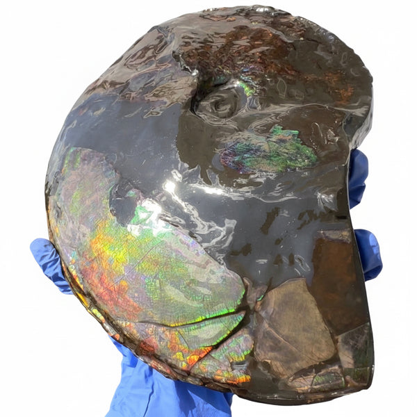 10.8” Ammolite Placenticeras Intercalare ***Free Shipping***  AF-134 Ammolite  Ammonite Fossil