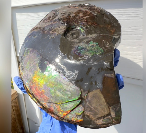 10.8” Ammolite Placenticeras Intercalare ***Free Shipping***  AF-134 Ammolite  Ammonite Fossil