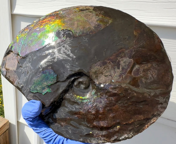 10.8” Ammolite Placenticeras Intercalare ***Free Shipping***  AF-134 Ammolite  Ammonite Fossil