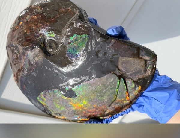 10.8” Ammolite Placenticeras Intercalare ***Free Shipping***  AF-134 Ammolite  Ammonite Fossil