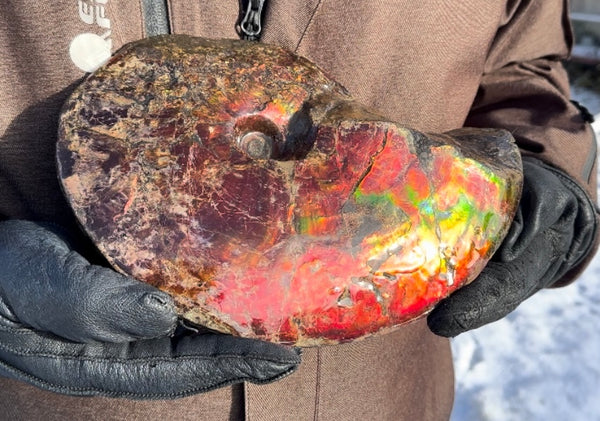 SALE!! Ammolite ,Placenticeras meeki, Double-Sided, Specimen, Fossil,Ammonite, Collector Stone,Home decor,**FREE SHIPPING***　AF-127