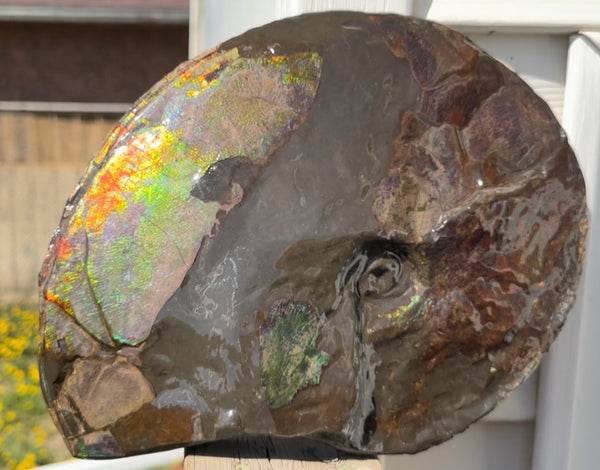 10.8” Ammolite Placenticeras Intercalare ***Free Shipping***  AF-134 Ammolite  Ammonite Fossil