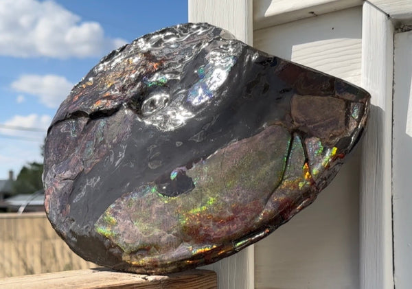 10.8” Ammolite Placenticeras Intercalare ***Free Shipping***  AF-134 Ammolite  Ammonite Fossil