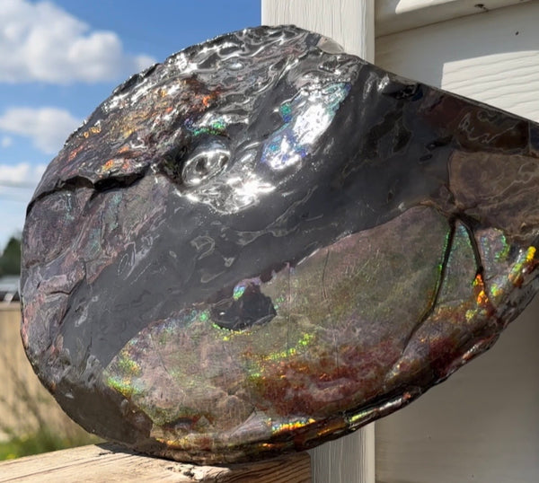 10.8” Ammolite Placenticeras Intercalare ***Free Shipping***  AF-134 Ammolite  Ammonite Fossil