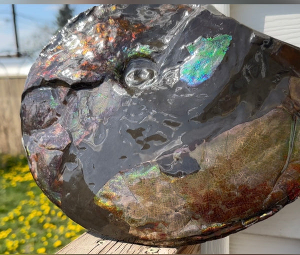 10.8” Ammolite Placenticeras Intercalare ***Free Shipping***  AF-134 Ammolite  Ammonite Fossil