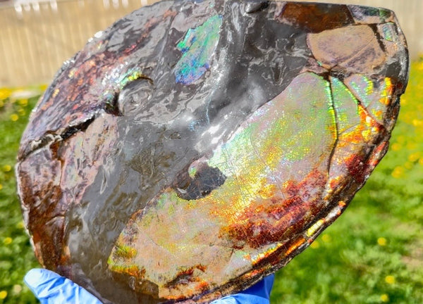10.8” Ammolite Placenticeras Intercalare ***Free Shipping***  AF-134 Ammolite  Ammonite Fossil