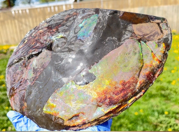 10.8” Ammolite Placenticeras Intercalare ***Free Shipping***  AF-134 Ammolite  Ammonite Fossil