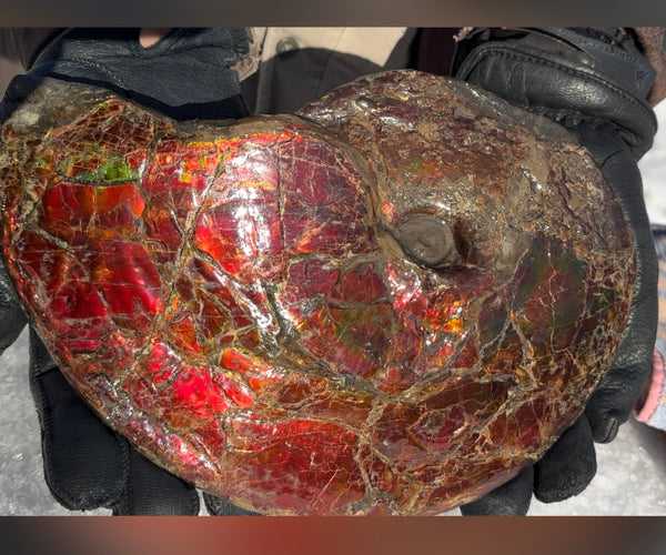 SALE!! Ammolite ,Placenticeras meeki, Double-Sided, Specimen, Fossil,Ammonite, Collector Stone,Home decor,**FREE SHIPPING***　AF-127