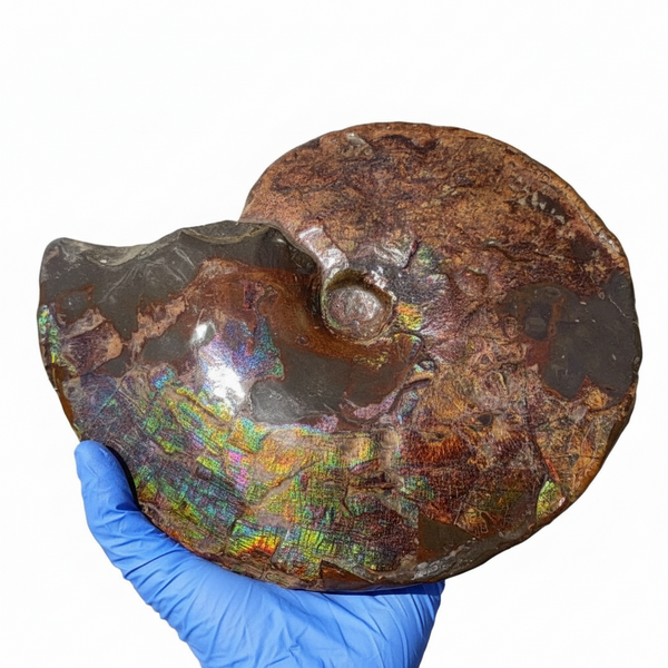 10.8” Ammolite Placenticeras Intercalare ***Free Shipping***  AF-134 Ammolite  Ammonite Fossil
