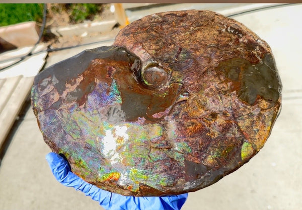 10.8” Ammolite Placenticeras Intercalare ***Free Shipping***  AF-134 Ammolite  Ammonite Fossil