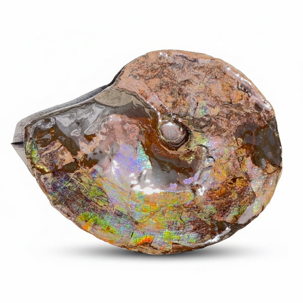 10.8” Ammolite Placenticeras Intercalare ***Free Shipping***  AF-134 Ammolite  Ammonite Fossil