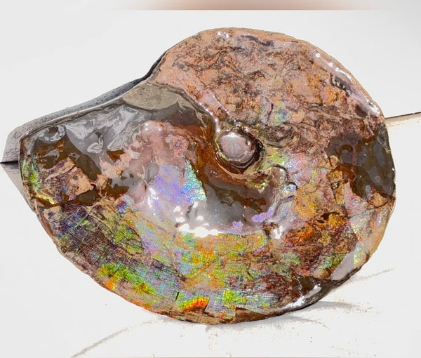 10.8” Ammolite Placenticeras Intercalare ***Free Shipping***  AF-134 Ammolite  Ammonite Fossil