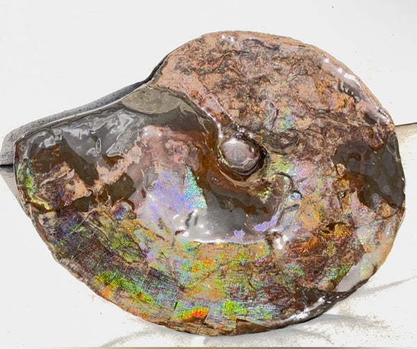 10.8” Ammolite Placenticeras Intercalare ***Free Shipping***  AF-134 Ammolite  Ammonite Fossil