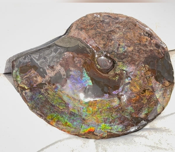 10.8” Ammolite Placenticeras Intercalare ***Free Shipping***  AF-134 Ammolite  Ammonite Fossil