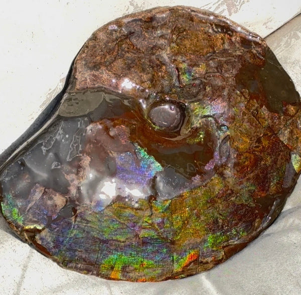 10.8” Ammolite Placenticeras Intercalare ***Free Shipping***  AF-134 Ammolite  Ammonite Fossil