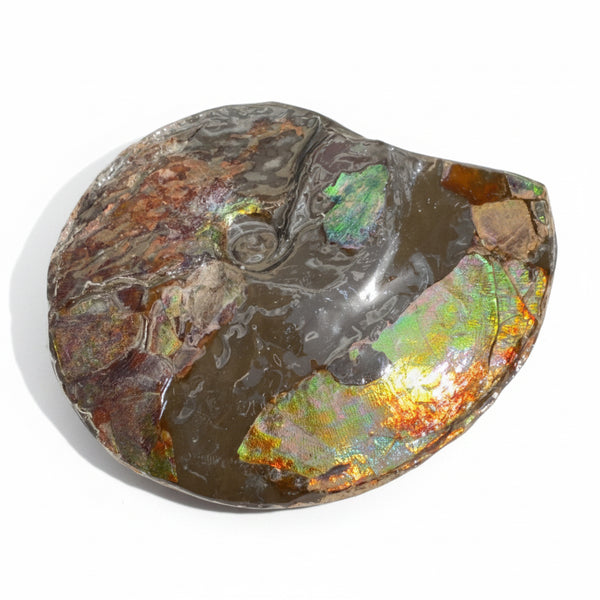 10.8” Ammolite Placenticeras Intercalare ***Free Shipping***  AF-134 Ammolite  Ammonite Fossil
